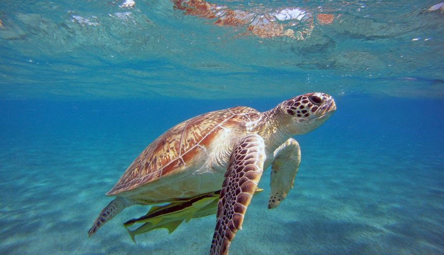 Loggerhead Sea Turtles in Dalyan: Caretta Caretta